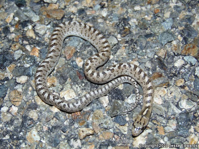 Glossy Snake (Arizona elegans)