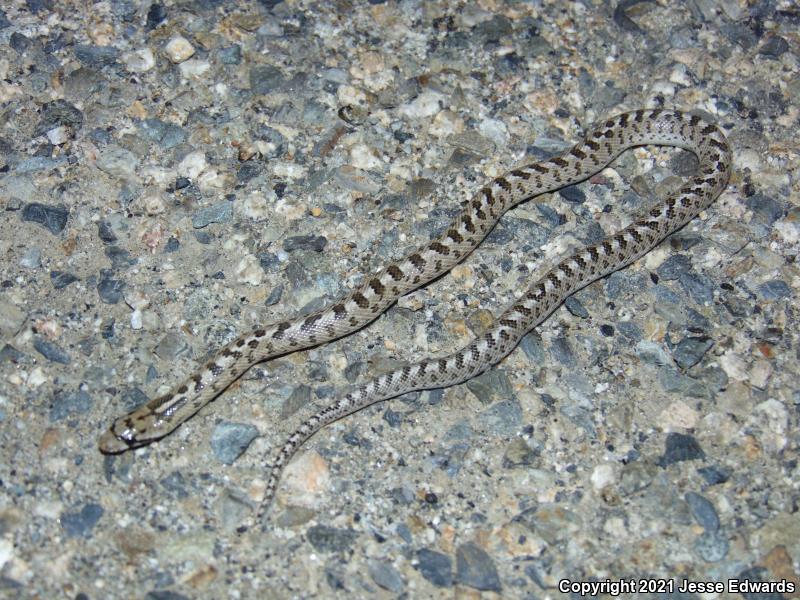 Glossy Snake (Arizona elegans)