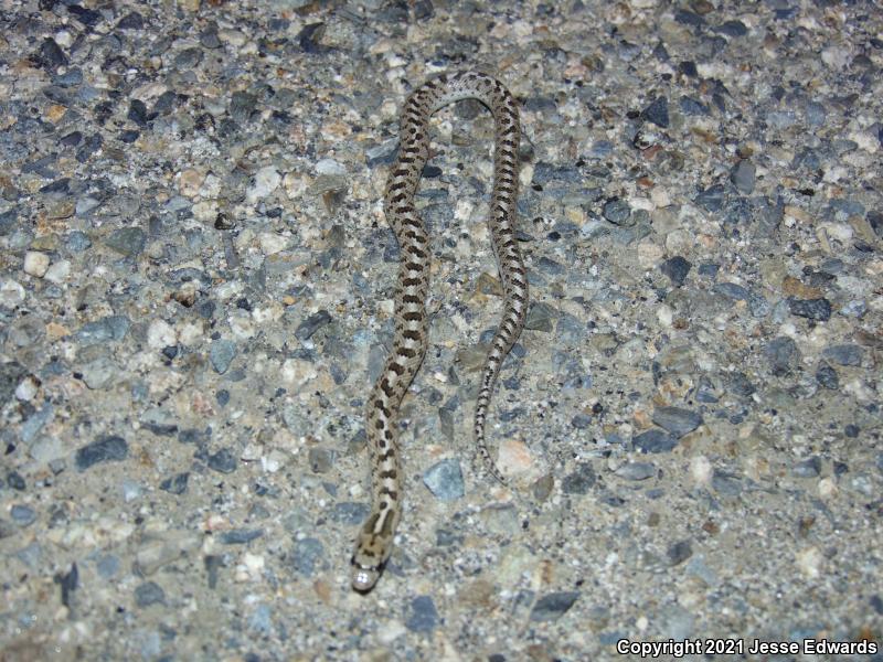 Glossy Snake (Arizona elegans)