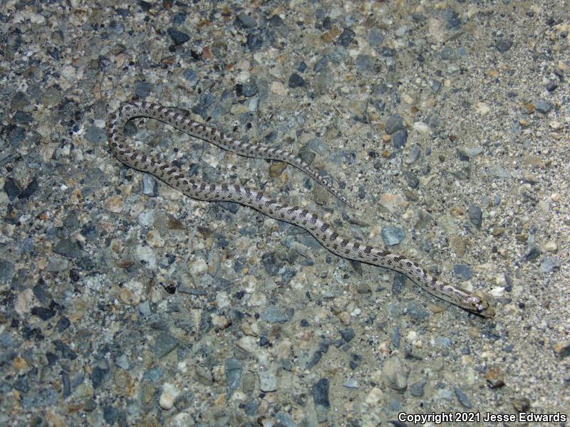 Glossy Snake (Arizona elegans)