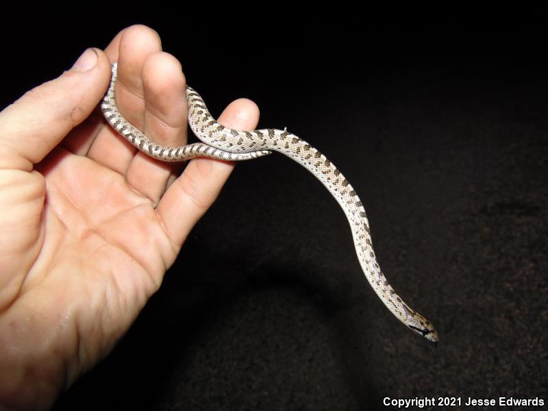 Glossy Snake (Arizona elegans)