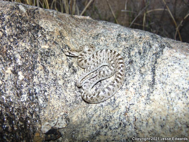 Glossy Snake (Arizona elegans)