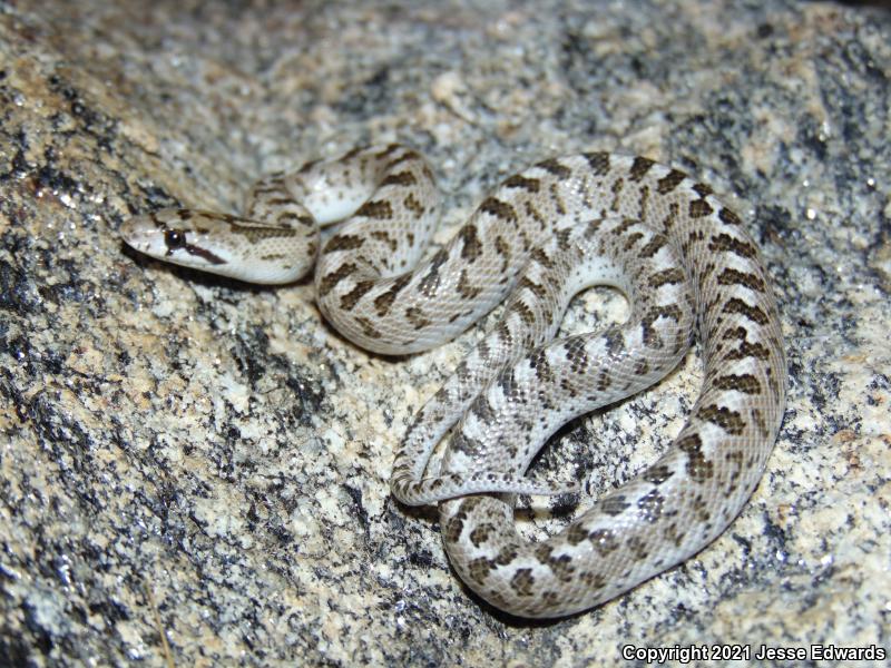 Glossy Snake (Arizona elegans)