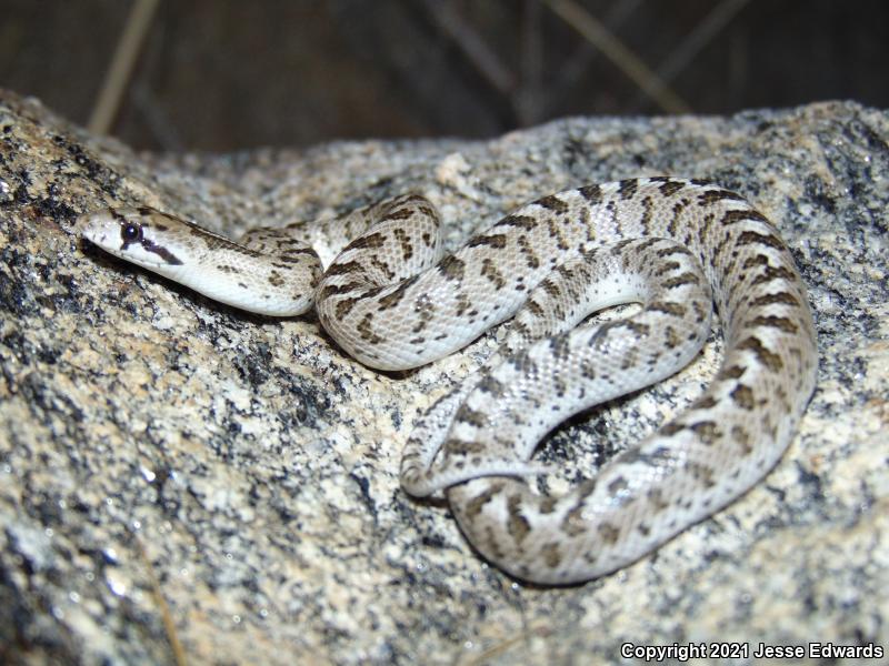 Glossy Snake (Arizona elegans)