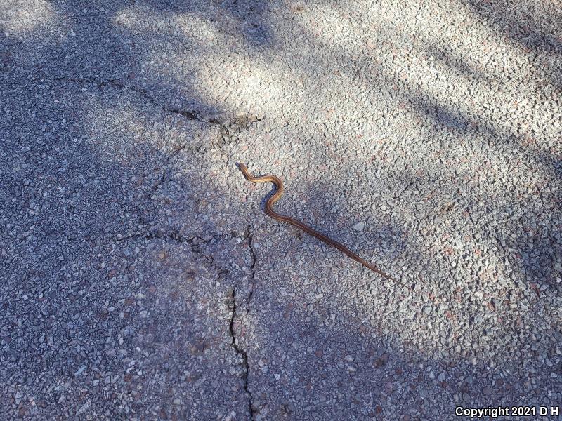 Eastern Gartersnake (Thamnophis sirtalis sirtalis)