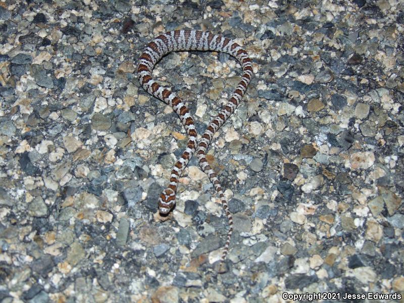 Western Lyresnake (Trimorphodon biscutatus)