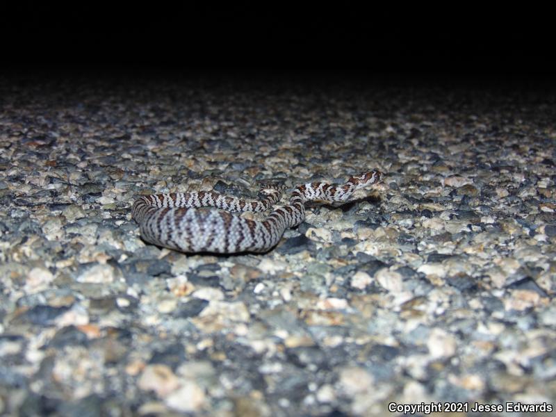 Western Lyresnake (Trimorphodon biscutatus)