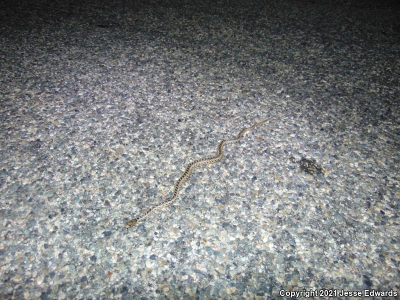 San Diego Gopher Snake (Pituophis catenifer annectens)