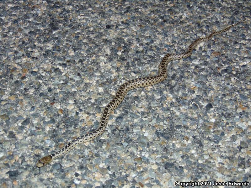 San Diego Gopher Snake (Pituophis catenifer annectens)