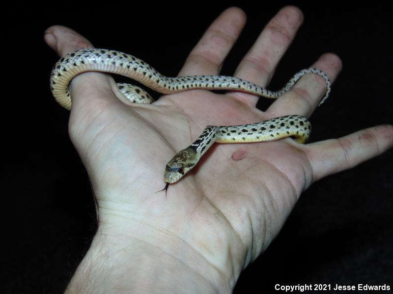 San Diego Gopher Snake (Pituophis catenifer annectens)