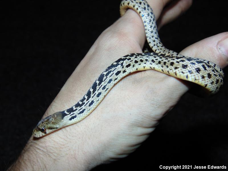 San Diego Gopher Snake (Pituophis catenifer annectens)