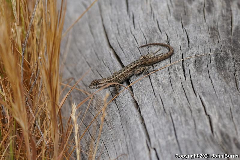 Island Fence Lizard (Sceloporus occidentalis becki)