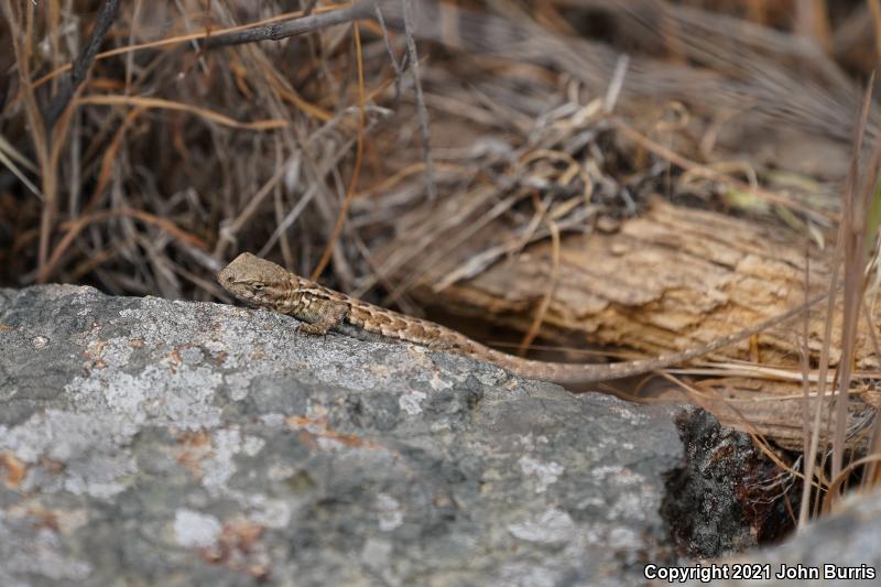 Island Fence Lizard (Sceloporus occidentalis becki)