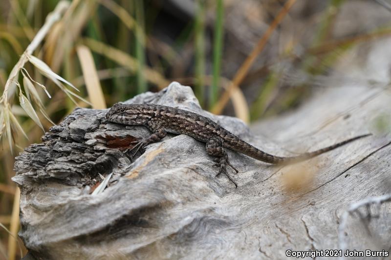 Island Fence Lizard (Sceloporus occidentalis becki)