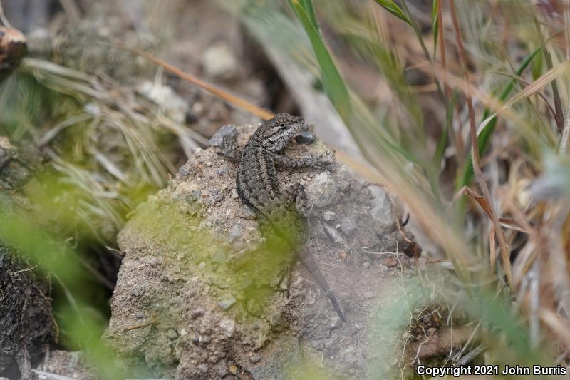 Island Fence Lizard (Sceloporus occidentalis becki)