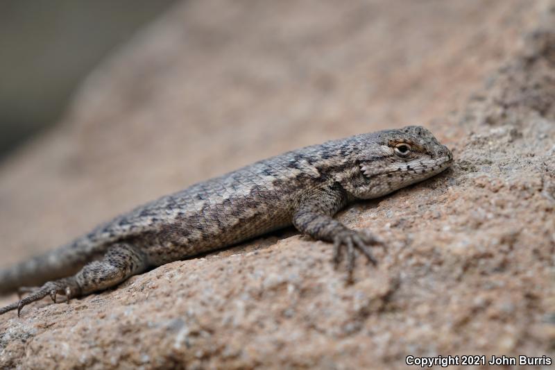 Island Fence Lizard (Sceloporus occidentalis becki)