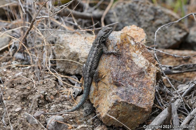 Island Fence Lizard (Sceloporus occidentalis becki)