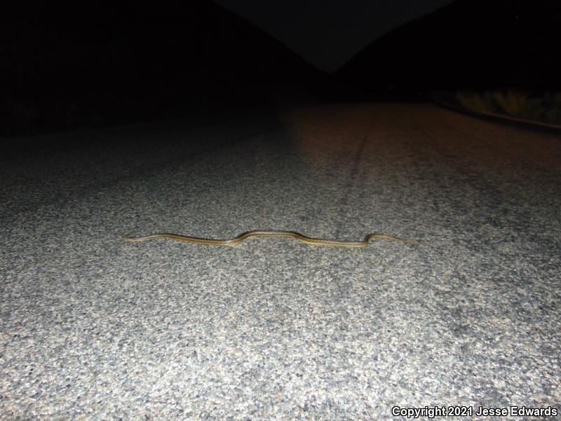 San Diego Gopher Snake (Pituophis catenifer annectens)