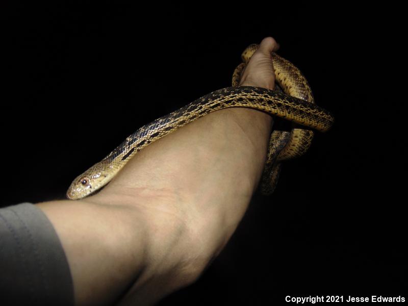 San Diego Gopher Snake (Pituophis catenifer annectens)