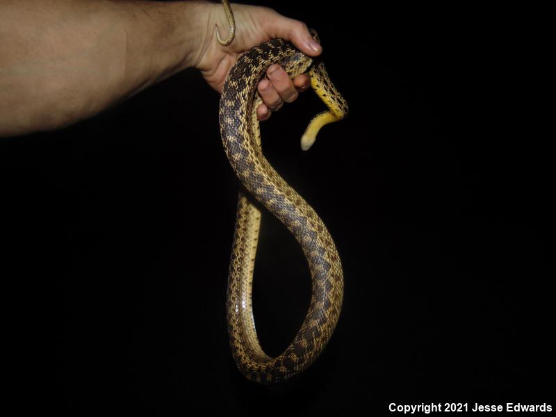 San Diego Gopher Snake (Pituophis catenifer annectens)