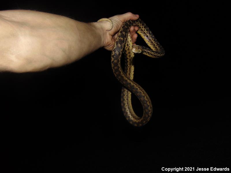 San Diego Gopher Snake (Pituophis catenifer annectens)