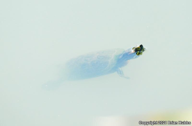 Red-eared Slider (Trachemys scripta elegans)