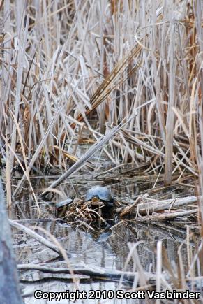 Blanding's Turtle (Emydoidea blandingii)