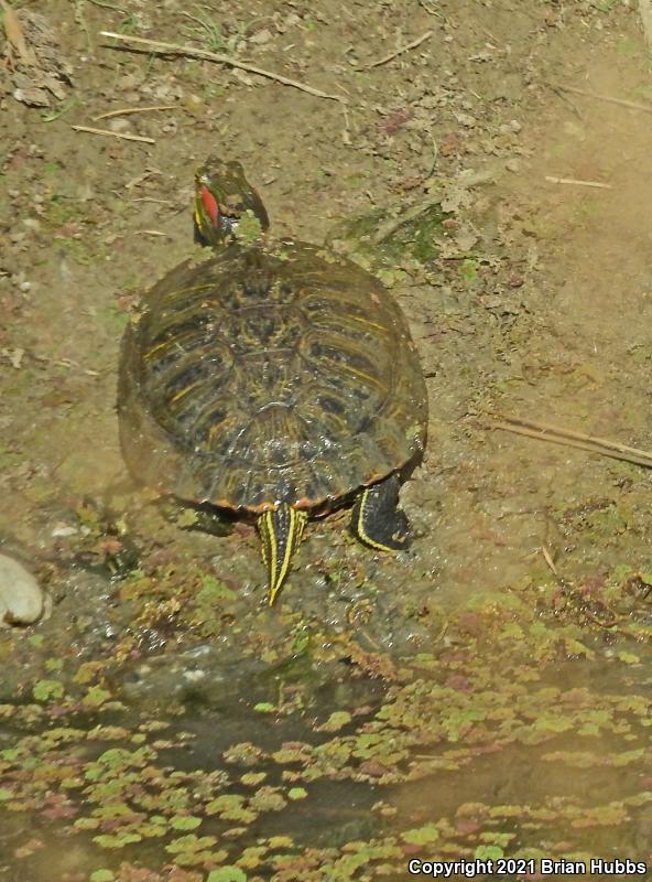 Red-eared Slider (Trachemys scripta elegans)