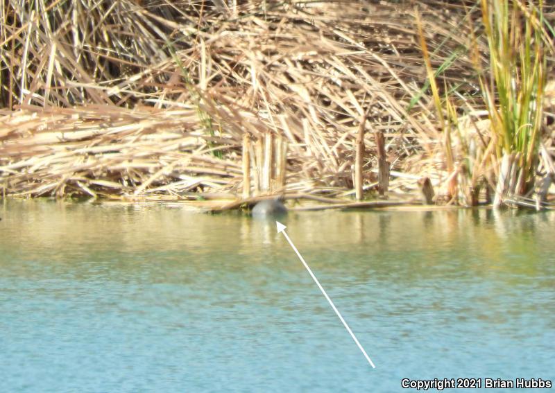 Red-eared Slider (Trachemys scripta elegans)