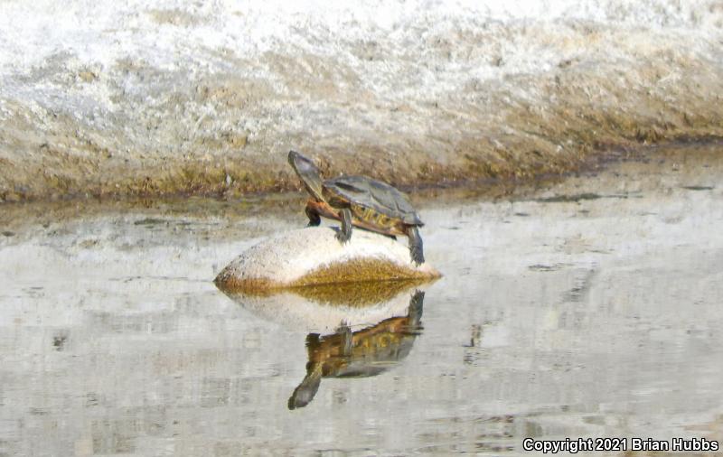 Red-eared Slider (Trachemys scripta elegans)