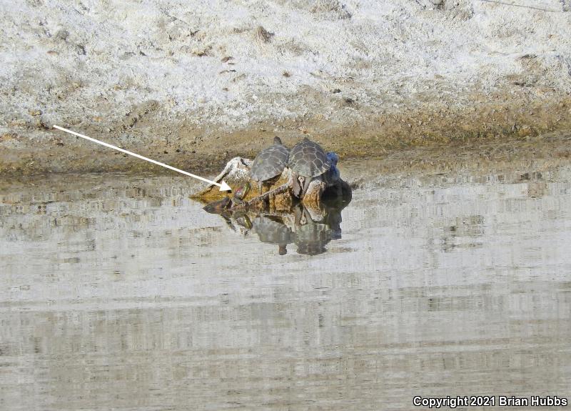 Red-eared Slider (Trachemys scripta elegans)