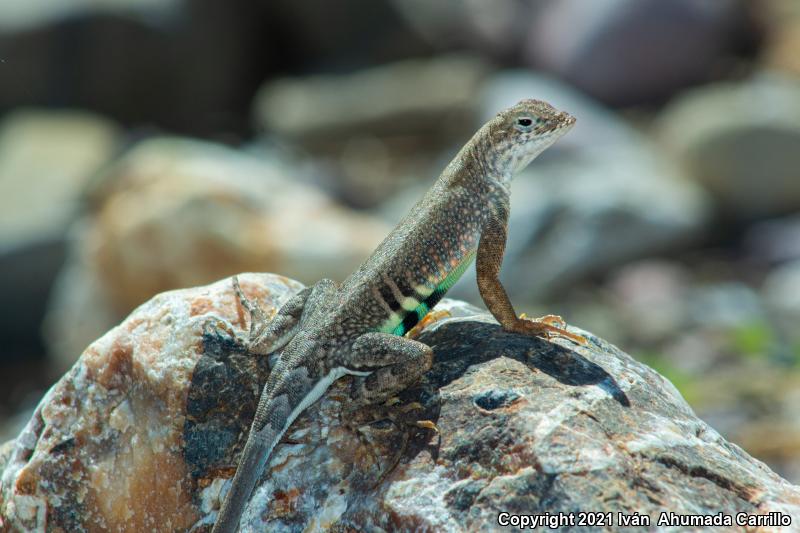 Greater Earless Lizard (Cophosaurus texanus)