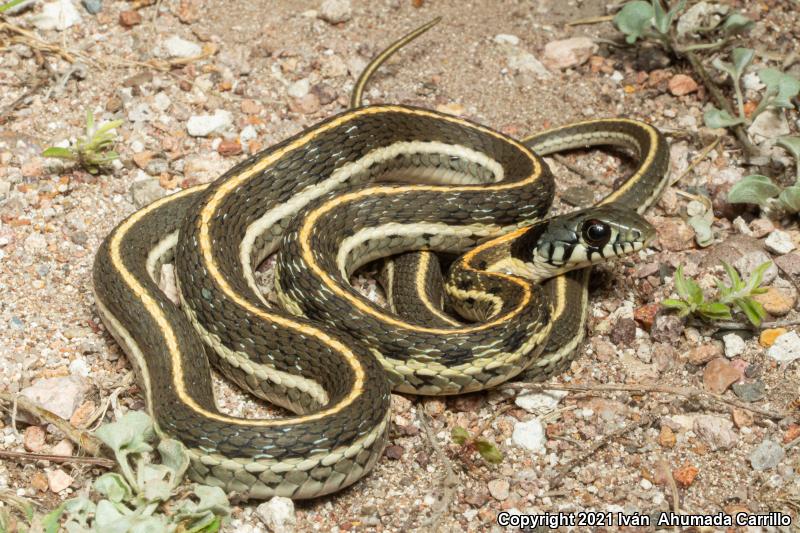 Tropical Black-necked Gartersnake (Thamnophis cyrtopsis collaris)