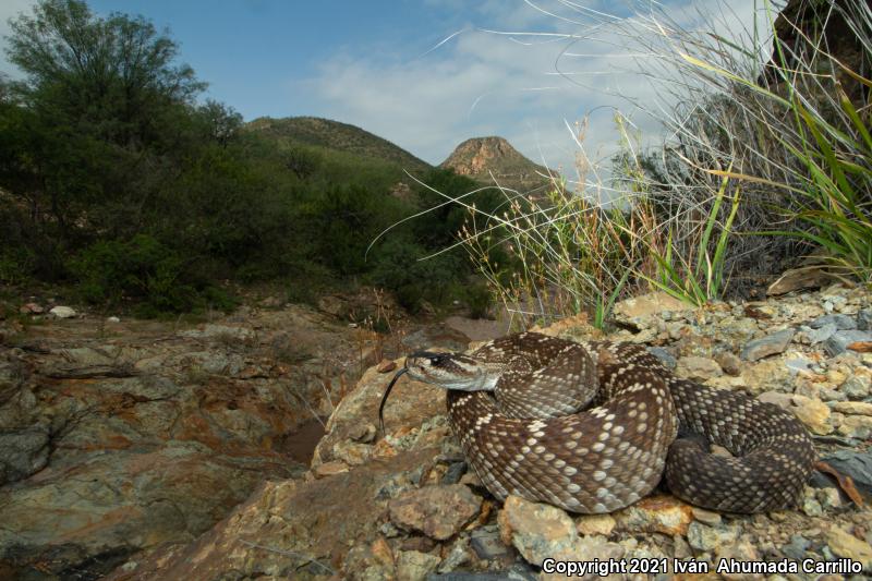 Mexican Black-tailed Rattlesnake (Crotalus molossus nigrescens)