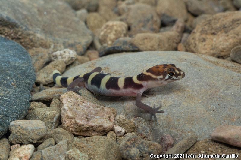 Texas Banded Gecko (Coleonyx brevis)