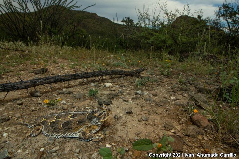 Texas Horned Lizard (Phrynosoma cornutum)