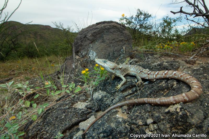 Texas Alligator Lizard (Gerrhonotus infernalis)