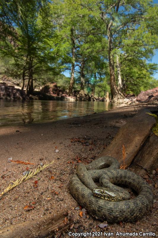 Narrow-headed Gartersnake (Thamnophis rufipunctatus)