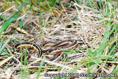 Northern Ribbonsnake (Thamnophis sauritus septentrionalis)