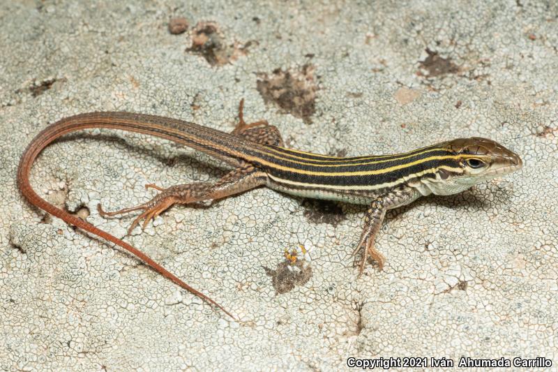 Western Spotted Whiptail (Aspidoscelis gularis scalaris)