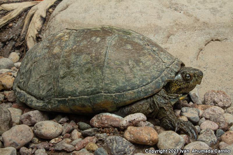 Rough-footed Mud Turtle (Kinosternon hirtipes)