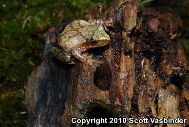 Spring Peeper (Pseudacris crucifer)