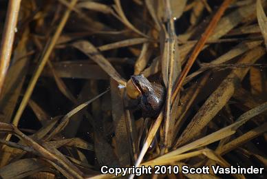 Western Chorus Frog (Pseudacris triseriata)