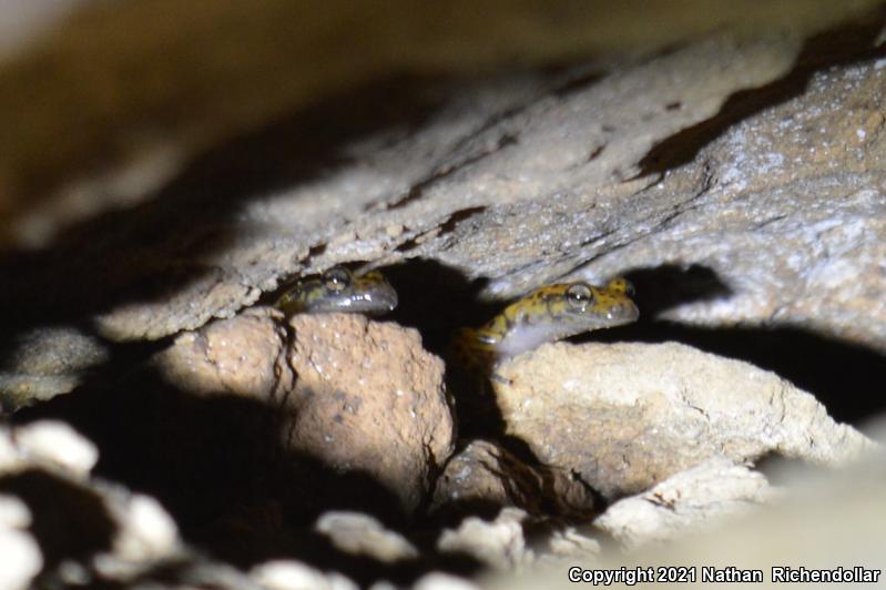 Cave Salamander (Eurycea lucifuga)