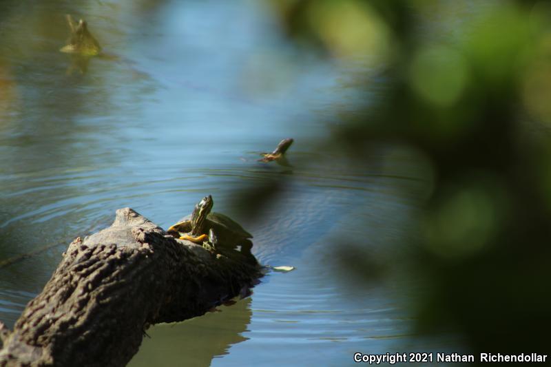 Red-eared Slider (Trachemys scripta elegans)