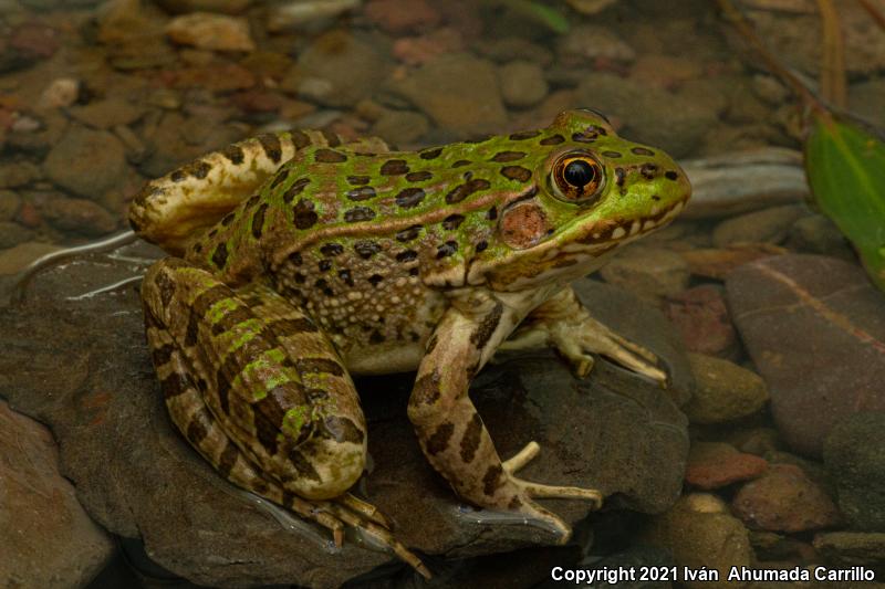 Chiricahua Leopard Frog (Lithobates chiricahuensis)