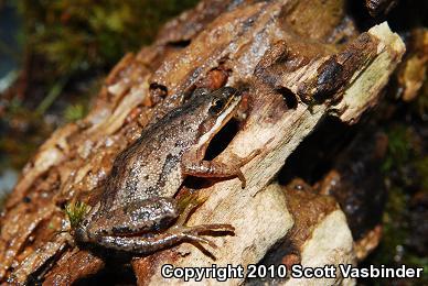 Chorus Frogs (Pseudacris)