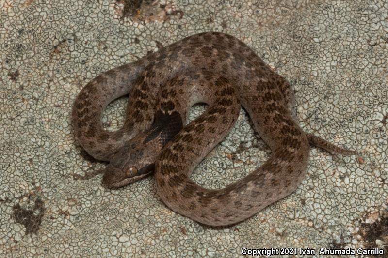 Chihuahuan Nightsnake (Hypsiglena jani)