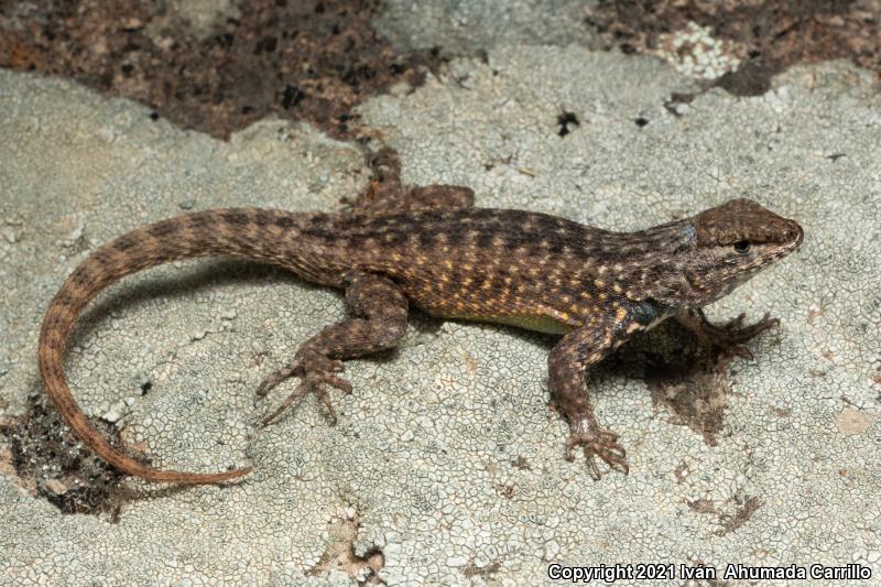 Spotted Spiny Lizard (Sceloporus maculosus)