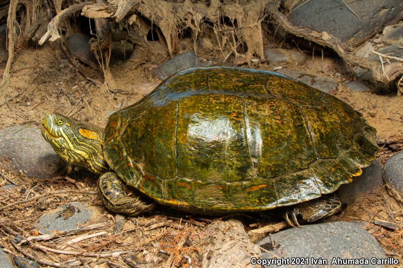 Nazas Slider (Trachemys gaigeae hartwegi)